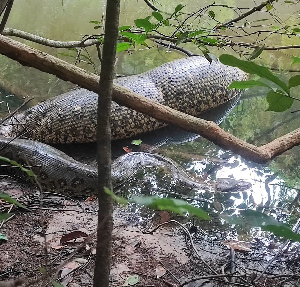 Sucuri gigante é flagrada boiando em rio após engolir presa em MS