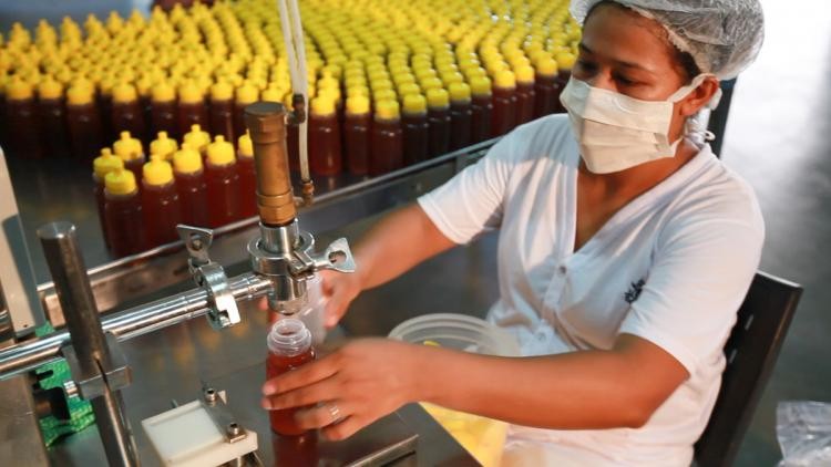 MS: Apicultura é reconhecida por qualidade e caminha para produção orgânica