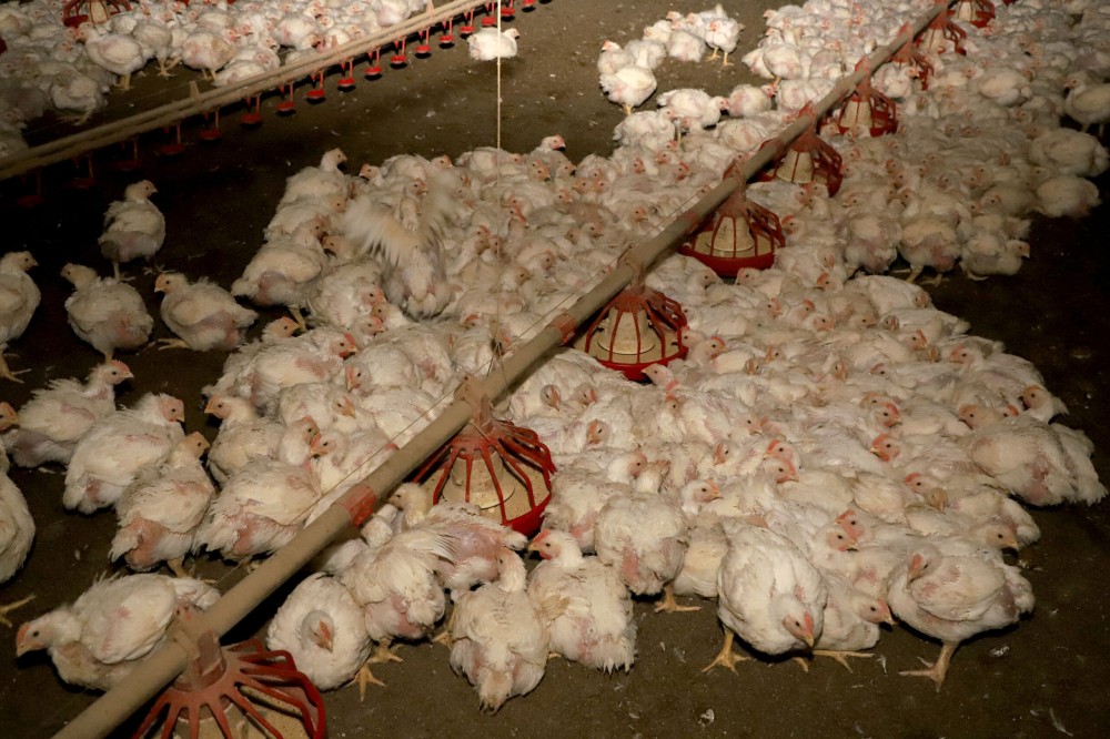 Produção de carne de frango deve crescer em 2025, mas terá que enfrentar desafios