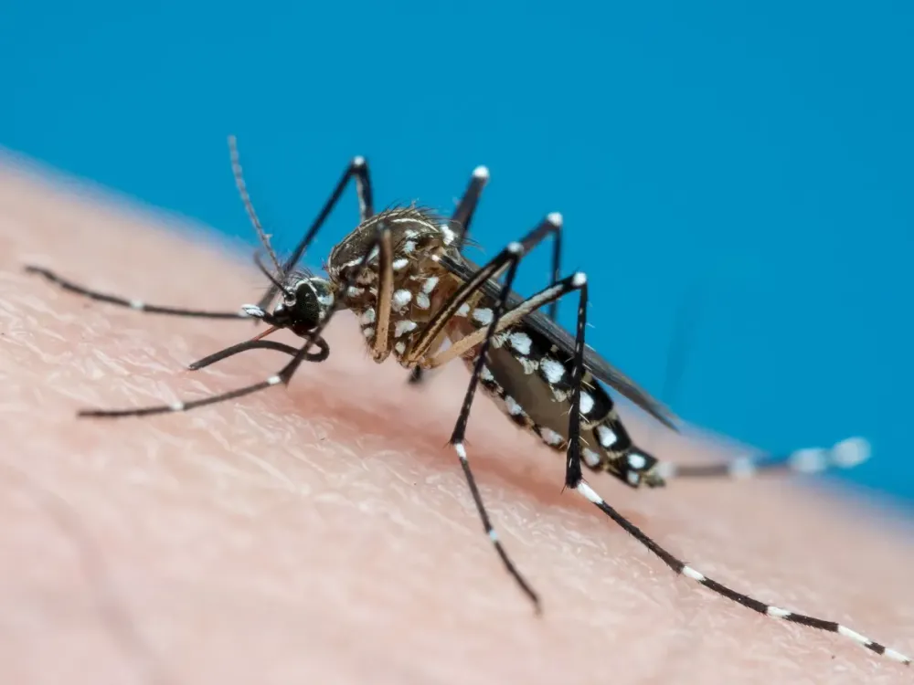 Dengue: sorotipo 3 volta a circular no país e preocupa autoridades