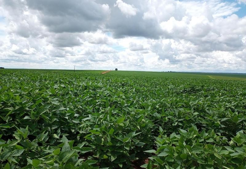 Prazo para cadastro de áreas de soja encerra nesta sexta-feira em MS