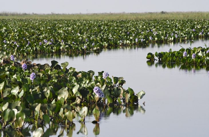 Governo divulga índices da participação dos municípios no ICMS Ecológico