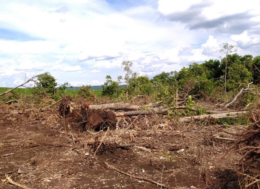 Pecuarista é multado em R$ 20 mil por desmatamento em áreas de nascentes