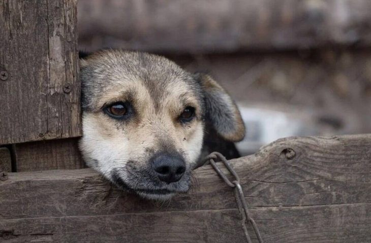 Crimes de maus-tratos a animais podem ser denunciados pela Delegacia Virtual