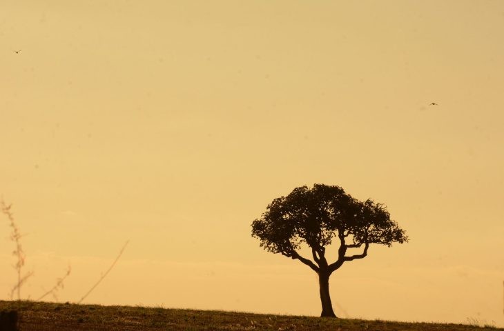 Chuvas abaixo da média e calor acima são previstos para fevereiro, março e abril em MS