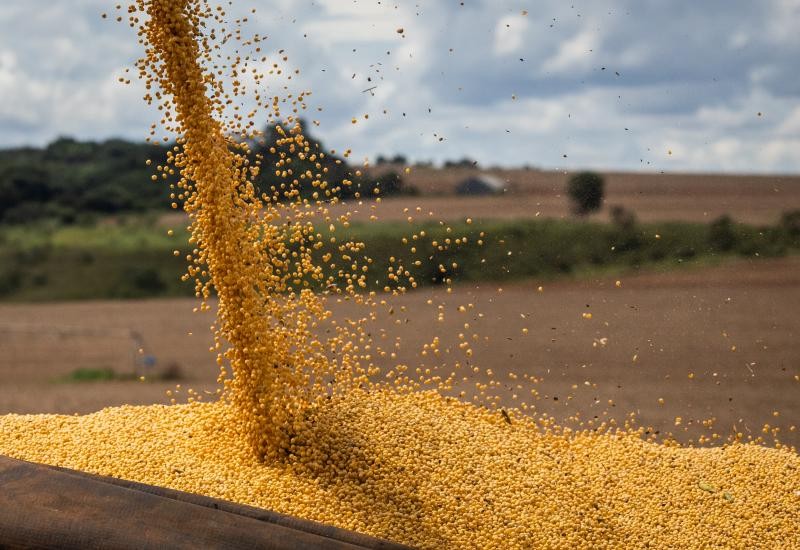 Cotação de grãos: milho sobe 20% e soja 2,17%, em dezembro de 2024