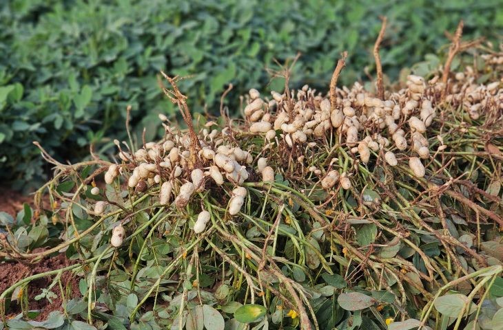 Cultivo do amendoim cresce e consolida MS como 2º maior produtor no país
