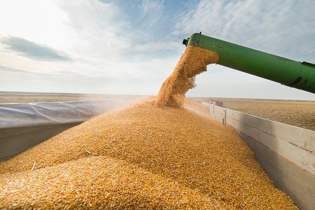 Colheita da soja 2024/25 segue atrasada, com 8% da área no país