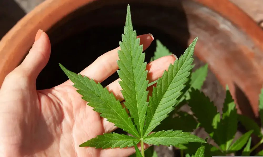 Mendes rejeita recursos sobre descriminalização do porte de maconha
