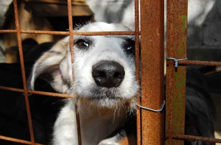 Ferramenta registra 40 denúncias por semana e reforça combate aos maus-tratos de animais