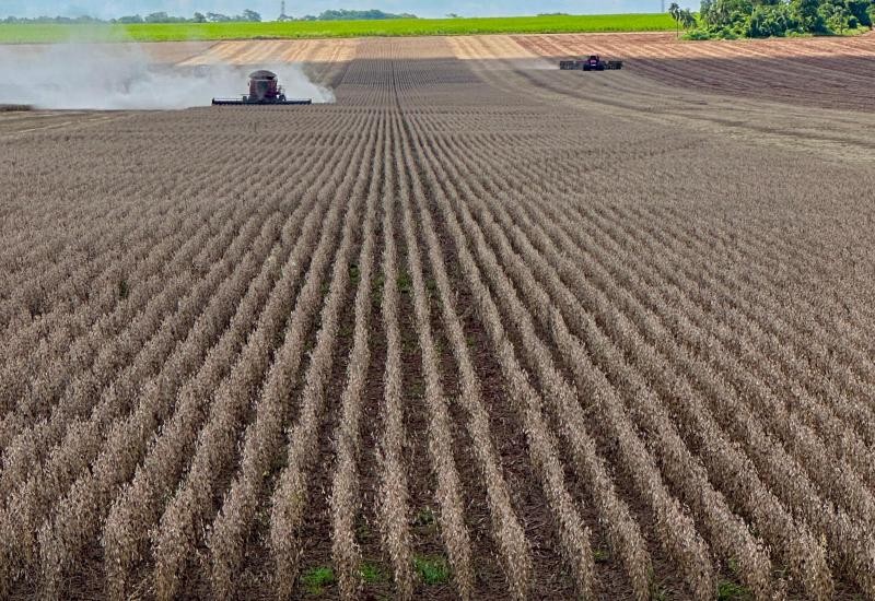 MS já tem 770 mil hectares da safra de soja 2024/2025colhida