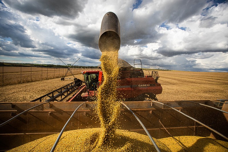 Saiba as projeções da soja em semana de divulgação do USDA