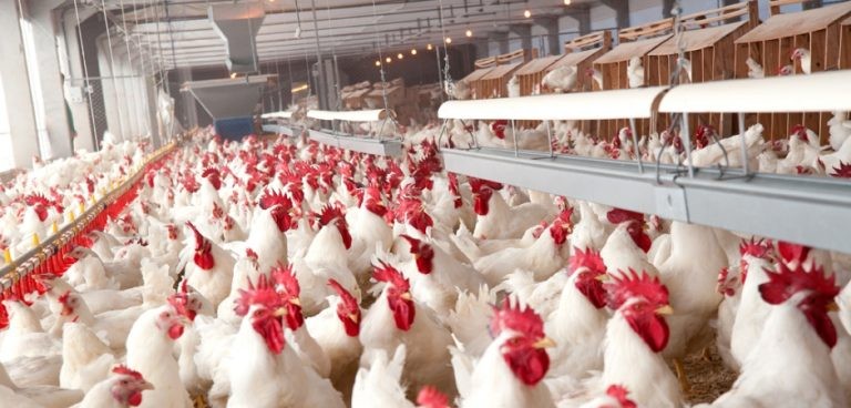 Governo passa a publicar valor real pesquisado do frango para abate