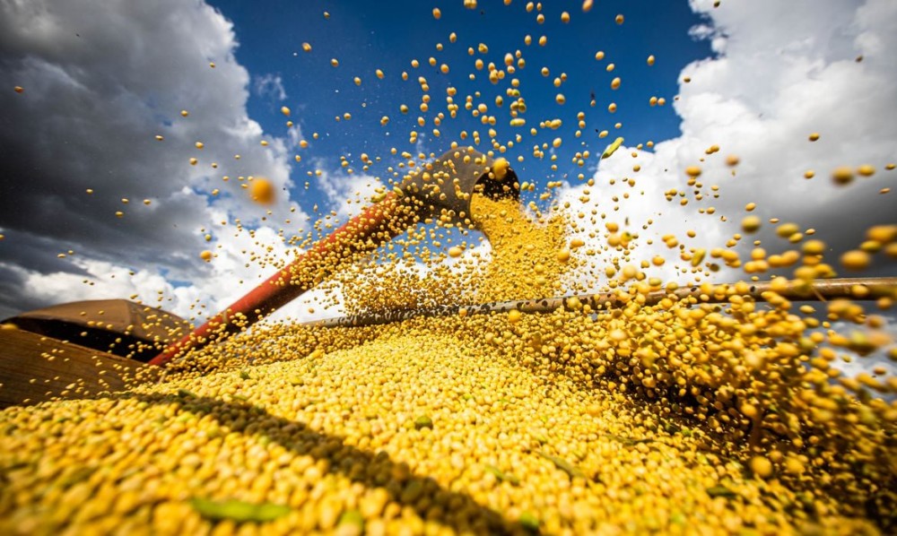 Veja a situação da colheita da safra 2024/25 de arroz, milho e soja