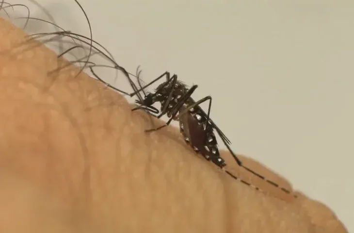 Casos de dengue saltam para 1.127 em Mato Grosso do Sul, aponta boletim