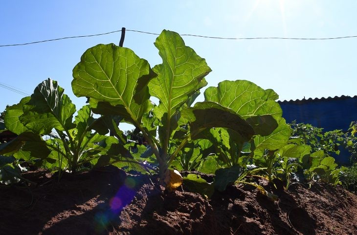 SES abre chamada para coletânea de boas práticas em nutrição