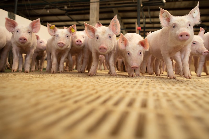 Exportações de carne suína batem recorde em fevereiro com 114 mil toneladas
