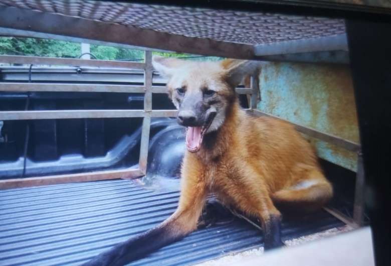 Morador encontra lobo-guará no quintal de casa