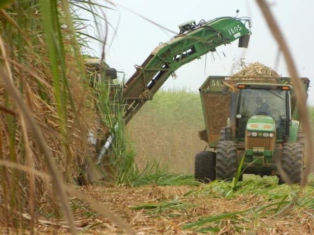 Queda no preço da cana-de-açúcar reduz em 18% o mercado de defensivos