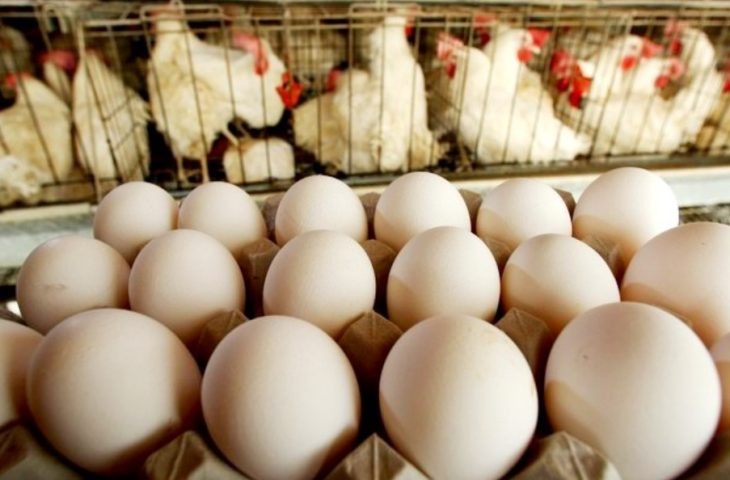 Volume das exportações de ovos de MS aos EUA dobra a cada ano