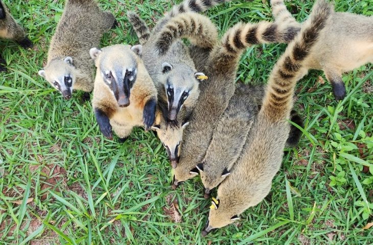 SES e Imasul lançam guia pioneiro sobre convivência com quatis
