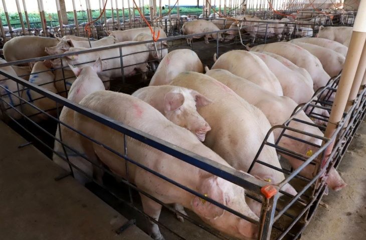 Suinocultura impulsiona economia de MS e vira referência nacional em tecnologia de produção