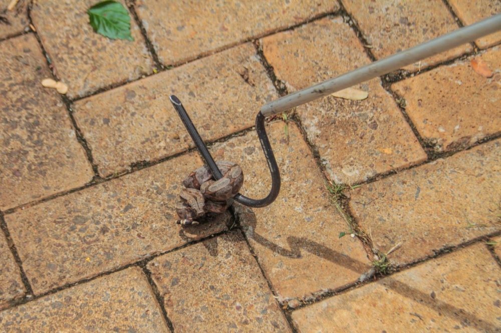 Cobra é capturada no Tribunal de Justiça de Mato Grosso do Sul