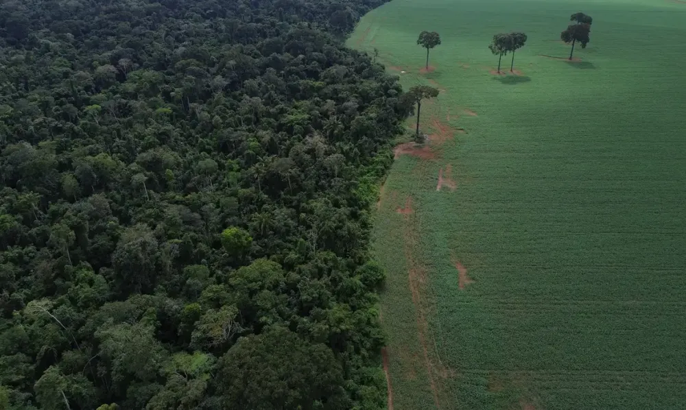 Trópicos registram perda recorde de floresta primária