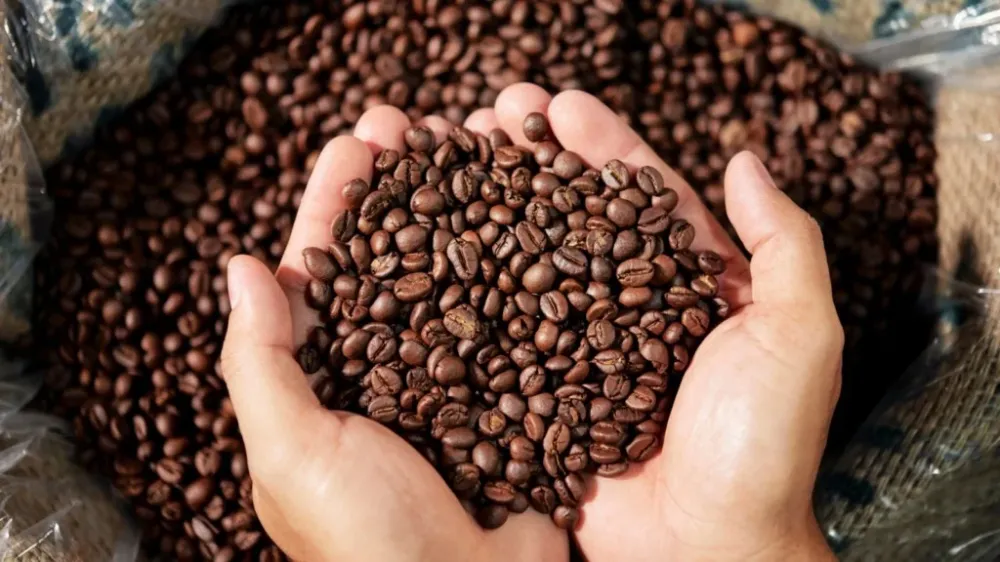 Exportações de café avançam em nível recorde e cotações internas do robusta caem