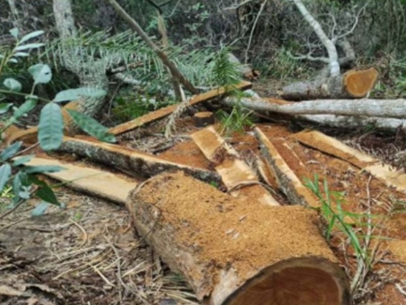 Crime ambiental: MP apura corte ilegal de árvores nativas em Bela Vista para uso em curral