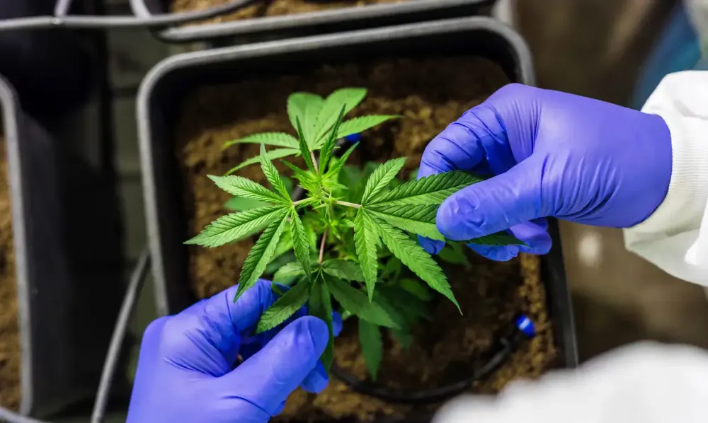 Cultivo de cannabis medicinal pelo agronegócio é destaque em congresso