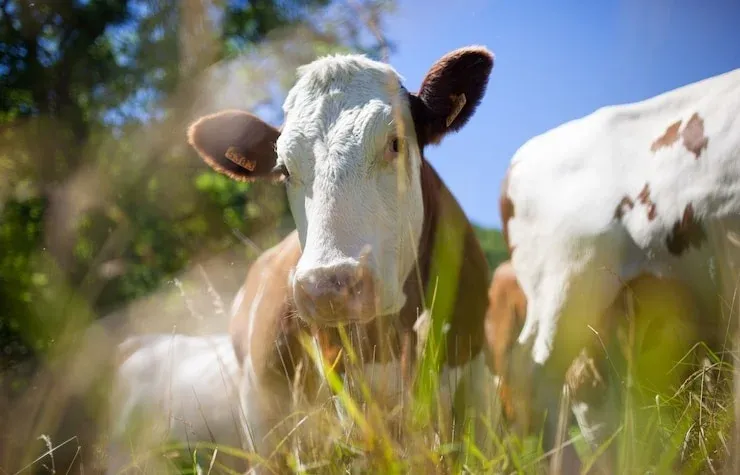 Gripe aviária tem impactado mais o preço do boi que o do frango