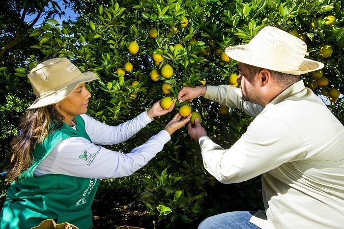 Curso técnico gratuito em fruticultura está com inscrições abertas