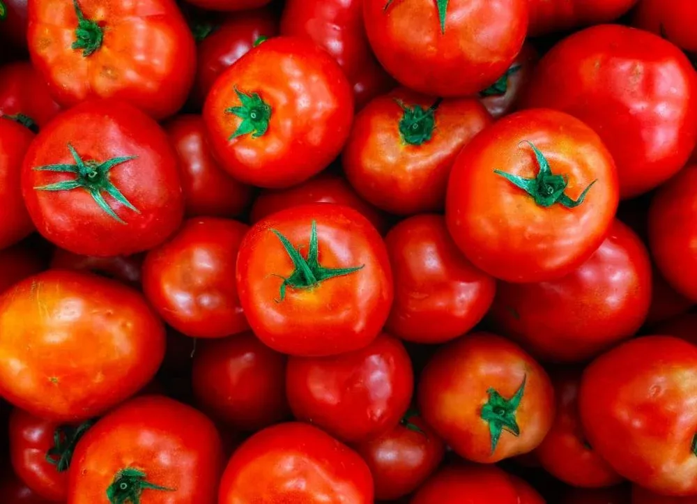 Tomate sofre queda nos preços com avanço da safra e baixa demanda
