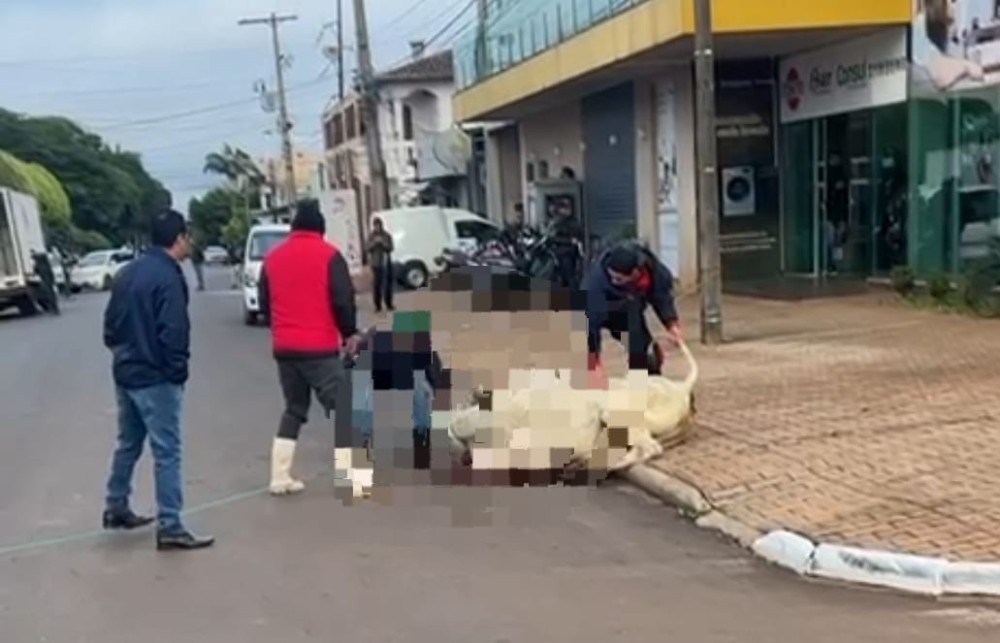 Fuga de bois causa caos no trânsito de Pedro Juan Caballero. Um animal foi abatido no meio da rua