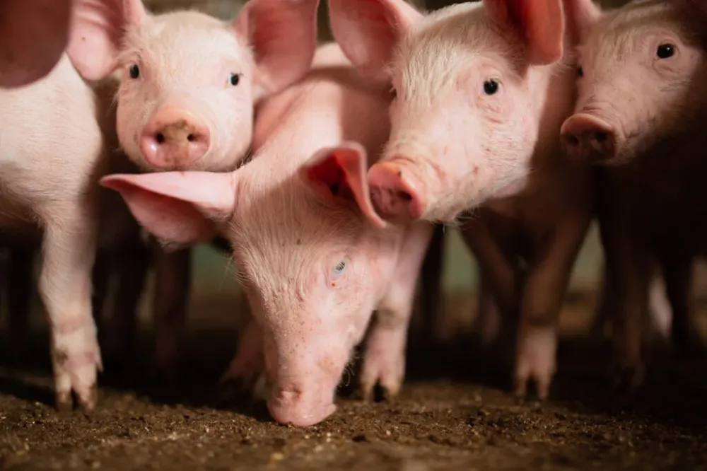 Suínos: preços do animal vivo e da carne voltam a cair