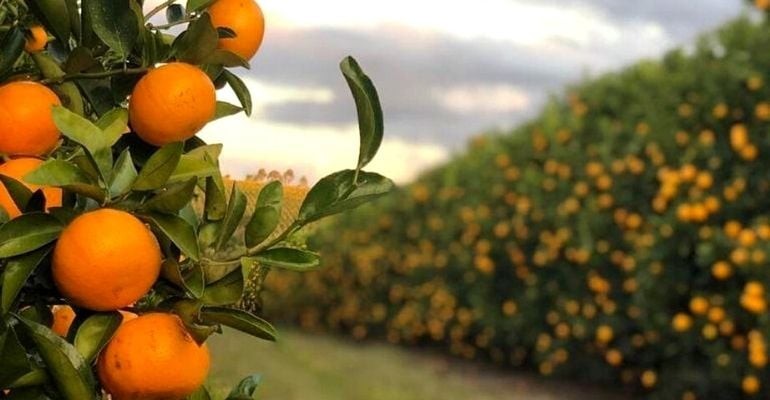 Técnica aumenta produtividade de citros em 1/3 e reduz podridão floral em 30%