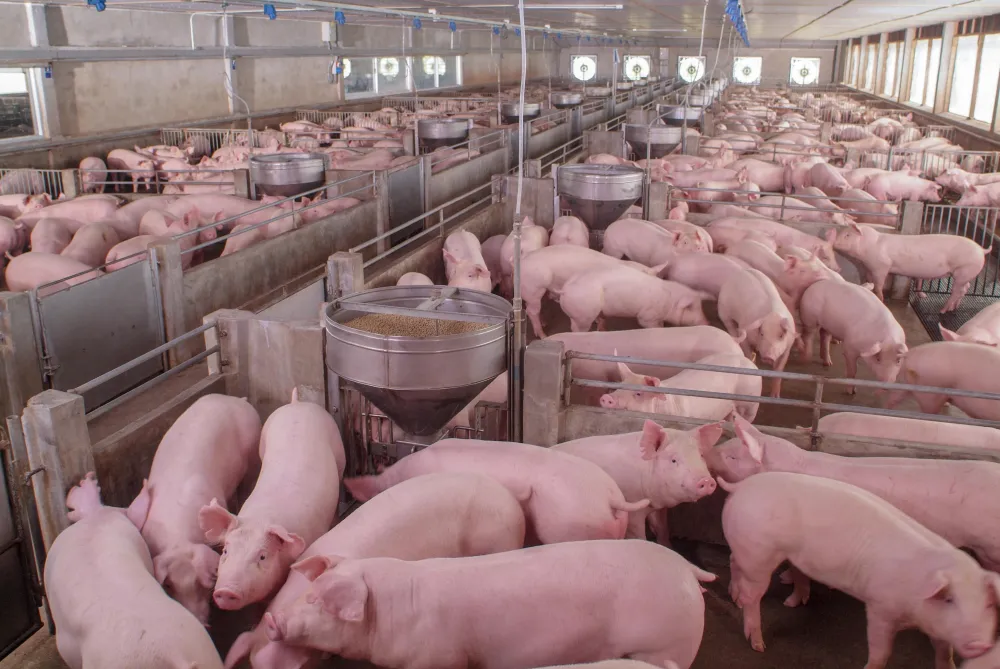 Exportações de carne suína crescem 13,7% em maio