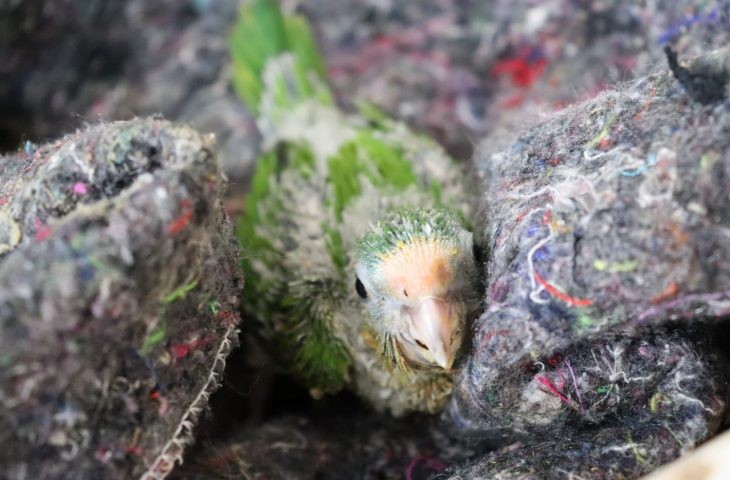 Com chegada do frio, Cras adapta recintos e reforça estrutura para garantir bem-estar dos animais silvestres