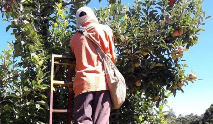 Trabalhadores indígenas seguem para colheita de maçã na região Sul do país
