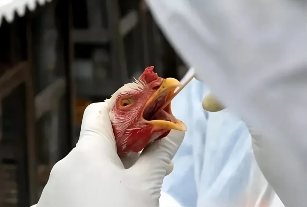 Brasil deve se declarar livre de gripe aviária nesta quarta-feira