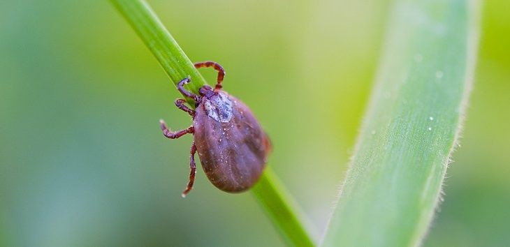SES formaliza distribuição de remédios no início da sazonalidade da febre maculosa