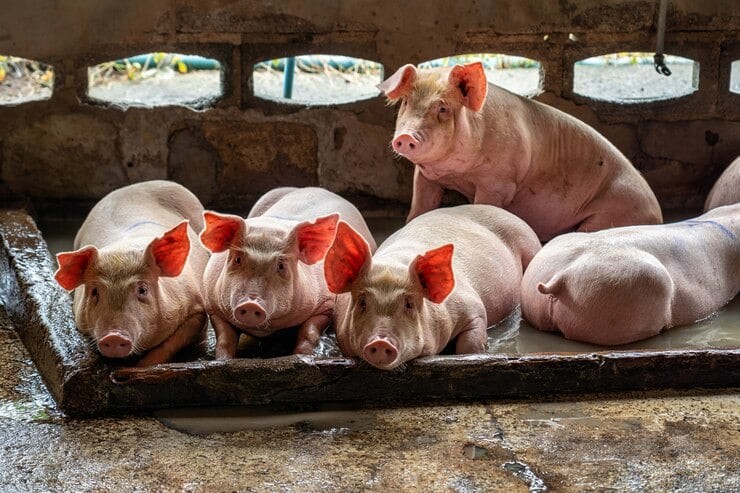 Suínos: preços do vivo aumentam e insumos ficam mais baratos