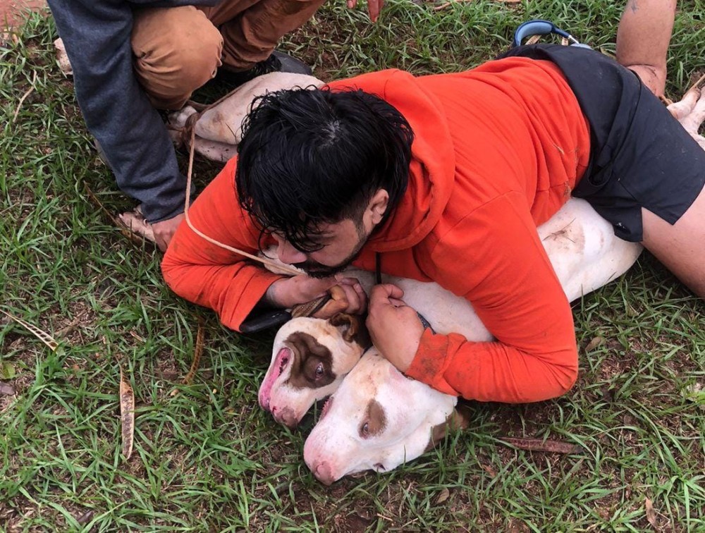 Marcelino exige aumento das multas para donos de cães que descumprirem a lei em Ponta Porã