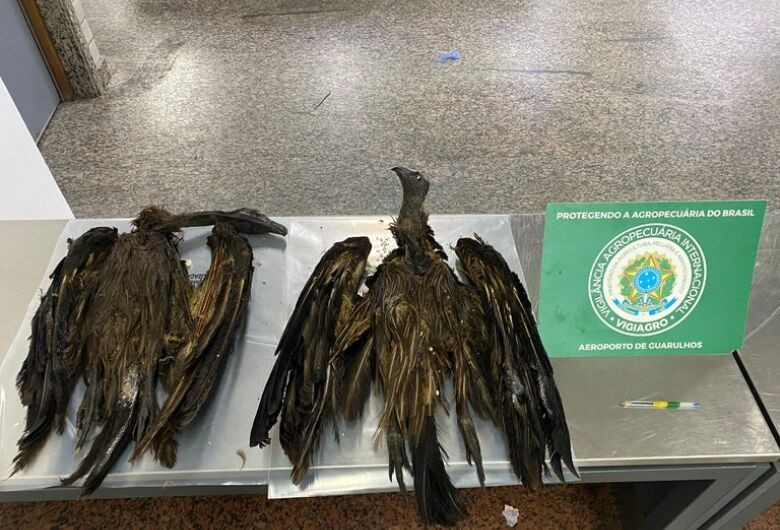 Carga com 130 animais e material de alto risco sanitário é apreendida