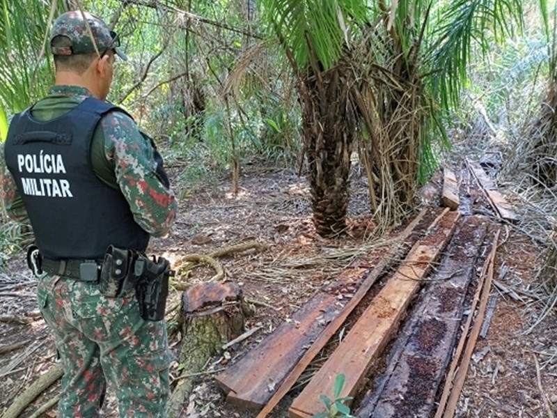 MP apura corte ilegal de 84 árvores nativas em assentamento de Bela Vista