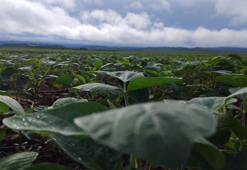Chuvas irregulares e calor acima da média devem marcar o início do plantio da soja