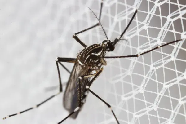 Estado registra 13,7 mil casos prováveis e 16 mortes por chikungunya em 2025