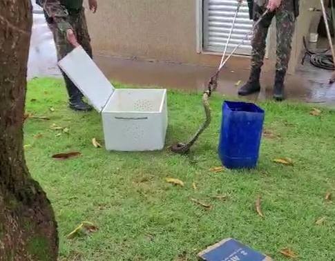 Sucuri é flagrada e capturada em Rio Brilhante