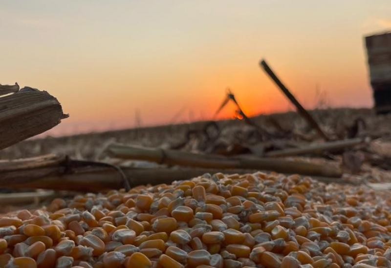 Soja e milho puxam crescimento do campo e elevam produção em MS